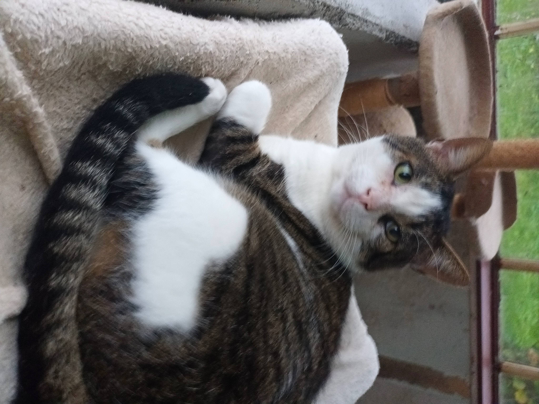 Bretzel participe au concours pour gagner de l'argent avec cette photo : carnivore, cat, claw, comfort, domestic_short_haired_cat, felidae, fur, grass, mammal, paw, plant, small_to_medium_sized_cats, snout, tail, terrestrial_animal, vertebrate, whiskers