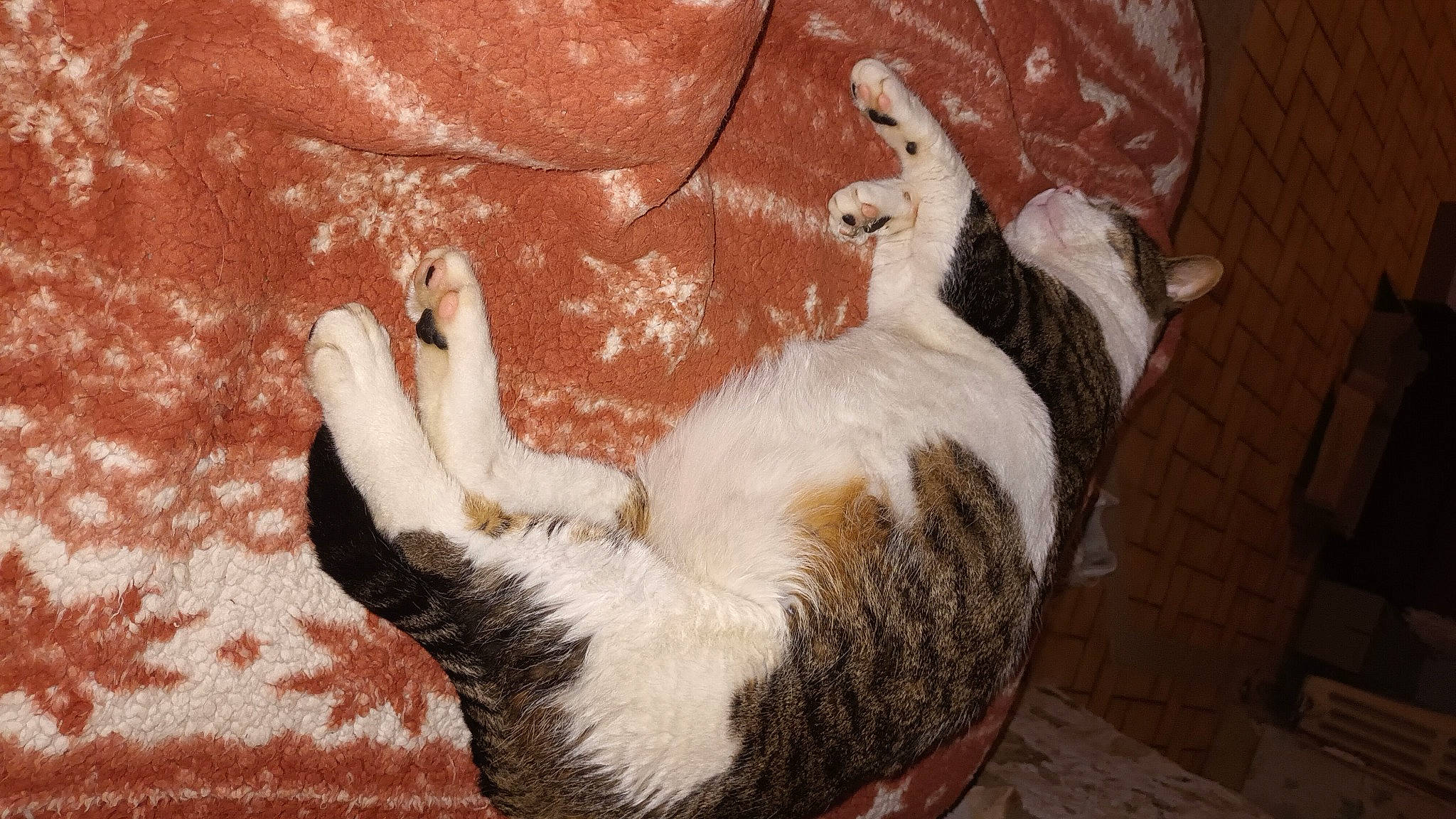 Bretzel participe au concours pour gagner de l'argent avec cette photo : brown, canidae, carnivore, cat, cat_supply, claw, comfort, companion_dog, dog_breed, domestic_short_haired_cat, fawn, felidae, fur, lap, paw, small_to_medium_sized_cats, sporting_group, tail, whiskers, wood