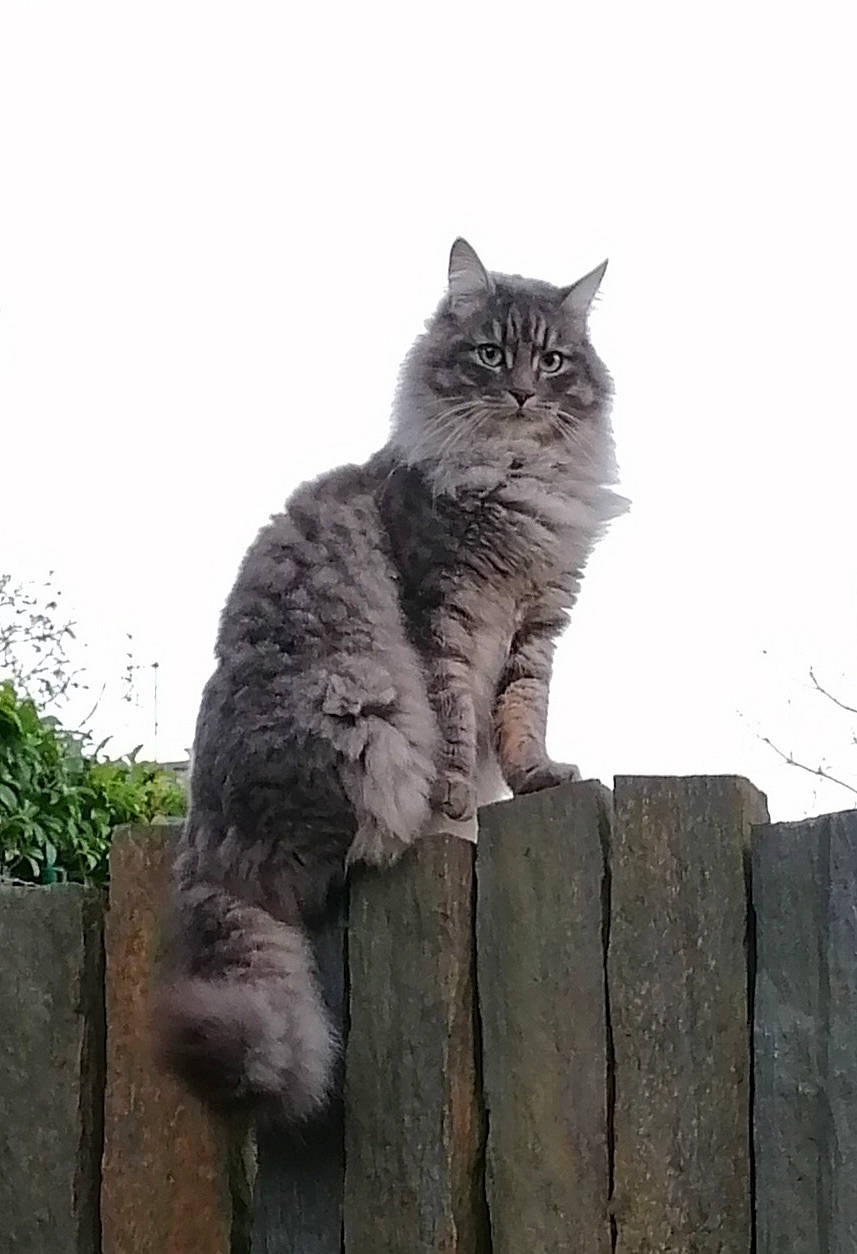 Zozo participe au concours pour gagner de l'argent avec cette photo : art, carnivore, cat, domestic_short_haired_cat, felidae, fur, grass, grey, monochrome_photography, plant, sitting, sky, small_to_medium_sized_cats, snout, tail, terrestrial_animal, tree, twig, whiskers, wood