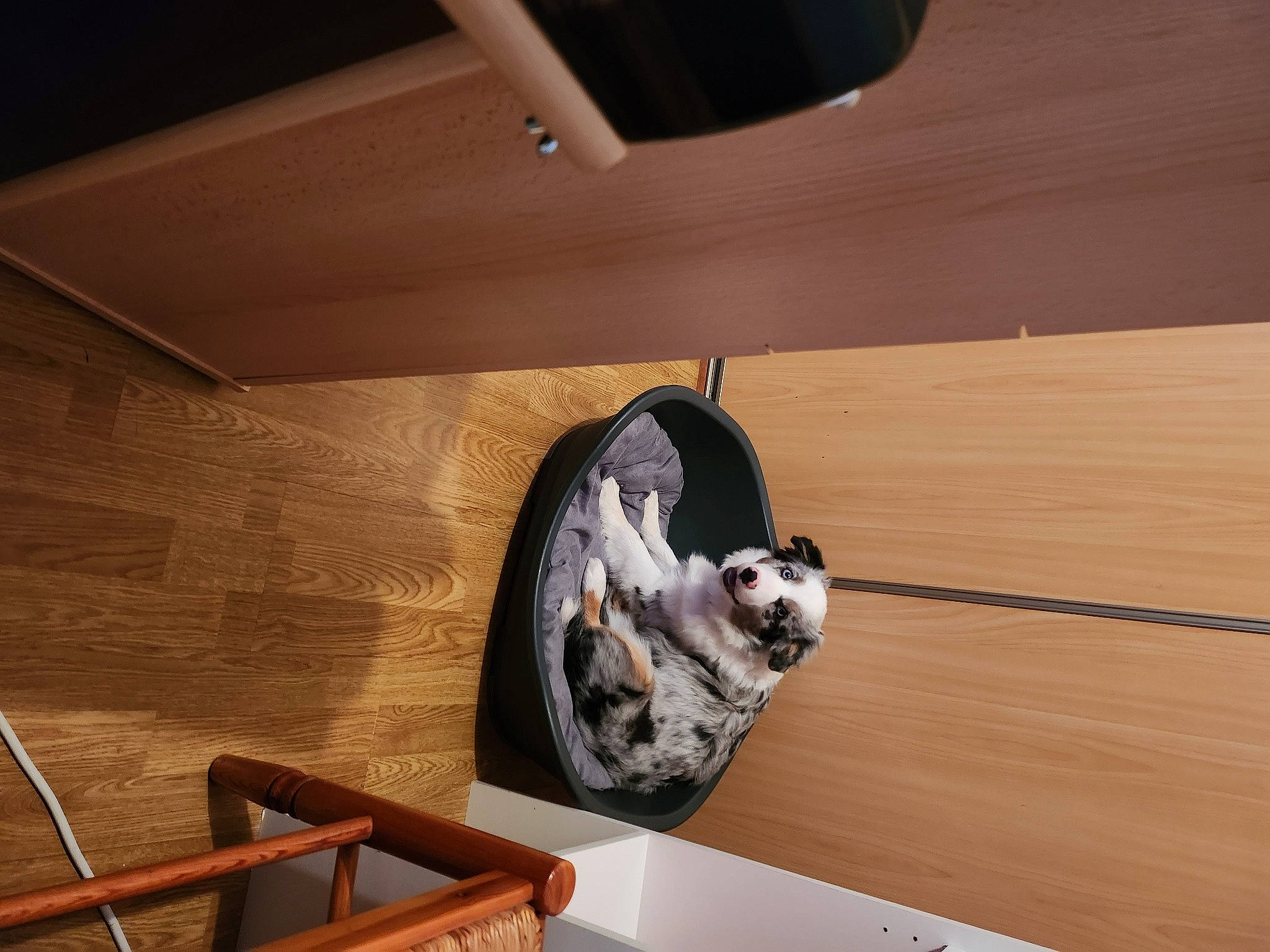 Ulyss participe au concours pour gagner de l'argent avec cette photo : carnivore, ceiling, comfort, felidae, floor, flooring, hardwood, laminate_flooring, pet_supply, plywood, room, small_to_medium_sized_cats, stairs, tail, tints_and_shades, varnish, visual_arts, wood, wood_flooring, wood_stain