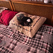 Godget is registered to the contest to win money with this photo: bed, black_and_white, blanket, cozy, cushion, dog, domestic, furniture, home, indoor, nap, pet, pillow, plaid, quilt, relaxation, resting, sleeping, small_dog, wooden_headboard