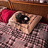 bed, black_and_white, blanket, cozy, cushion, dog, domestic, furniture, home, indoor, nap, pet, pillow, plaid, quilt, relaxation, resting, sleeping, small_dog, wooden_headboard