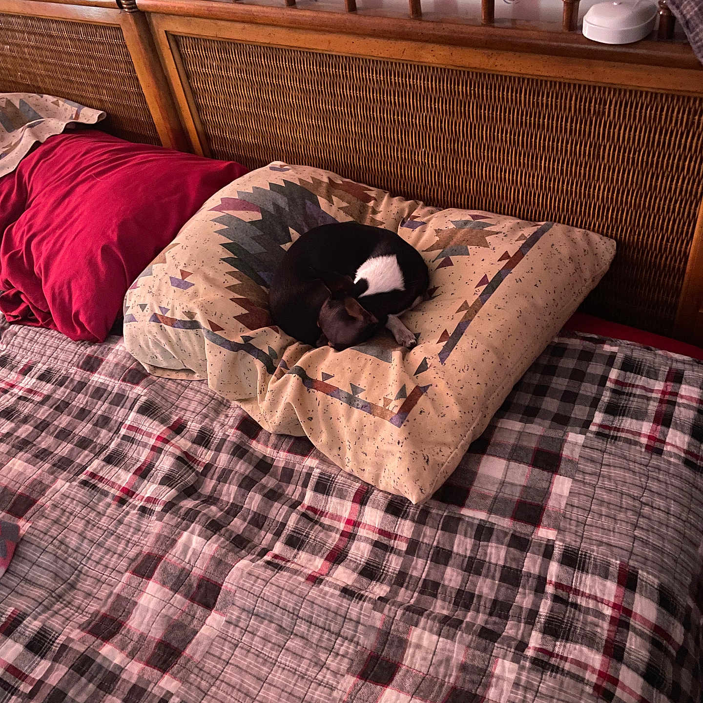 Godget is registered to the contest to win money with this photo: bed, black_and_white, blanket, cozy, cushion, dog, domestic, furniture, home, indoor, nap, pet, pillow, plaid, quilt, relaxation, resting, sleeping, small_dog, wooden_headboard