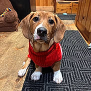 Louie joined the competition — help win amazing prizes! puppy, dog, red_sweater, indoor, wooden_floor, rug, brown_dog, white_paws, cute, pet, animal, looking_up, cozy, home, furniture, warm_lighting, ears, snout, sitting, floor