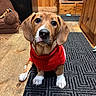 puppy, dog, red_sweater, indoor, wooden_floor, rug, brown_dog, white_paws, cute, pet, animal, looking_up, cozy, home, furniture, warm_lighting, ears, snout, sitting, floor