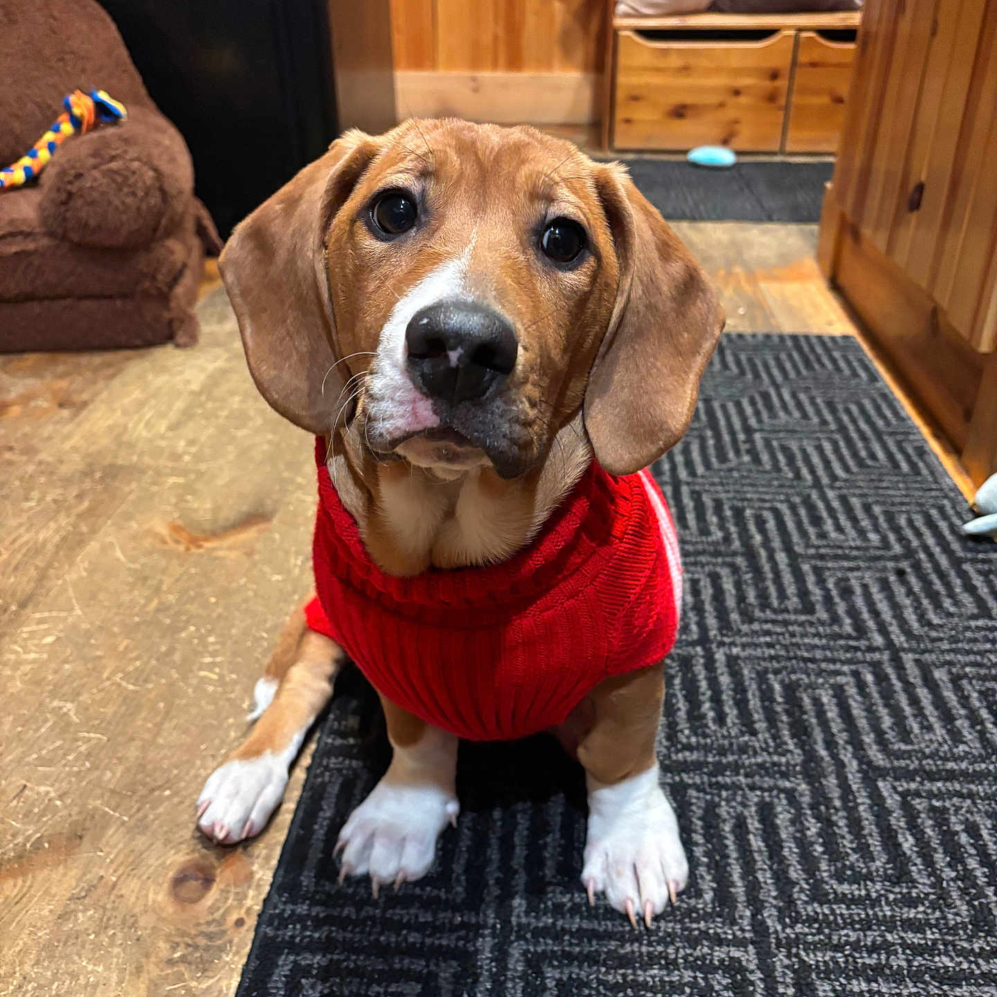 Louie