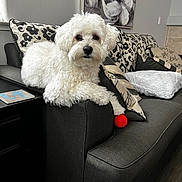 Freddy is registered to the contest to win money with this photo: dog, white_dog, fluffy, couch, living_room, pillow, blanket, red_ball, pet, indoor, furniture, painting, wall_art, cozy, relaxed, animal, home, carpet, table, window