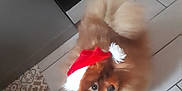 Coocky a rejoint le concours — aidez-le/la à gagner de superbes lots ! dog, fluffy, pet, santa_hat, holiday, festive, brown, small_dog, floor, tile, indoor, cute, looking_up, fur, domestic_animal, companion, adorable, animal, christmas, hat