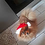 dog, fluffy, pet, santa_hat, holiday, festive, brown, small_dog, floor, tile, indoor, cute, looking_up, fur, domestic_animal, companion, adorable, animal, christmas, hat