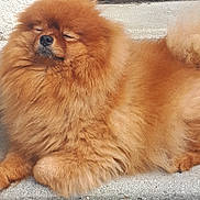 Coocky participe au concours pour gagner de l'argent avec cette photo : dog, fluffy, sleeping, outdoor, concrete, step, brown_fur, pet, sunlight, relaxed, closeup, pomeranian, animal, canine, nose, paw, tail, fur, domestic, companion