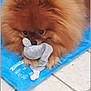 Coocky a rejoint le concours — aidez-le/la à gagner de superbes lots ! dog, pomeranian, fluffy, toy, plush_toy, blue_mat, floor, tile_floor, cute, pet, animal, indoor, small_dog, fur, brown_fur, playing, resting, looking, paws, nose