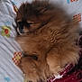 Coocky a rejoint le concours — aidez-le/la à gagner de superbes lots ! dog, sleeping, fluffy, brown, bedspread, blanket, red_blanket, reindeer_pattern, floral_pattern, cozy, pet, cute, resting, indoors, fur, animal, small_dog, curled_up, peaceful, comfort