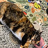 cat, calico_cat, pet, animal, hand, bracelet, floor, drain, rug, floral_rug, plush_toy, colorful, indoor, relaxing, scratching, terrazzo_floor, feline, cozy, closeup, domestic_animal