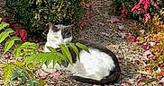 Patch joined the competition — help win amazing prizes! animal, autumn, black_and_white_cat, brick_wall, bush, cat, daytime, garden, greenery, ground, leaves, nature, outdoor, peaceful, plants, relaxing, resting, shrub, sunlight, white_cat