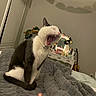cat, yawning, bedroom, blanket, thumbs_up, taco_banner, furniture, mirror, guitar, window, curtains, lamp, decorations, indoor, pet, black_and_white, cozy, thumb, fur, home