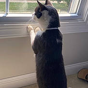 Patch is registered to the contest to win money with this photo: animal, black_and_white, carpet, cat, collar, curious, daylight, home, indoor, looking_out, paws, pet, quiet, screen, side_view, standing, sunlight, wall, whiskers, window