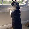 cat, black_and_white, window, indoor, curious, standing, sunlight, carpet, paws, whiskers, collar, home, daylight, screen, wall, side_view, animal, pet, looking_out, quiet