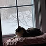 cat, window, pillow, indoor, pet, relaxing, mesh_screen, side_view, domestic_animal, feline, quiet, soft_light, shadow, resting, home, animal, calm, sleepy, fur, silhouette