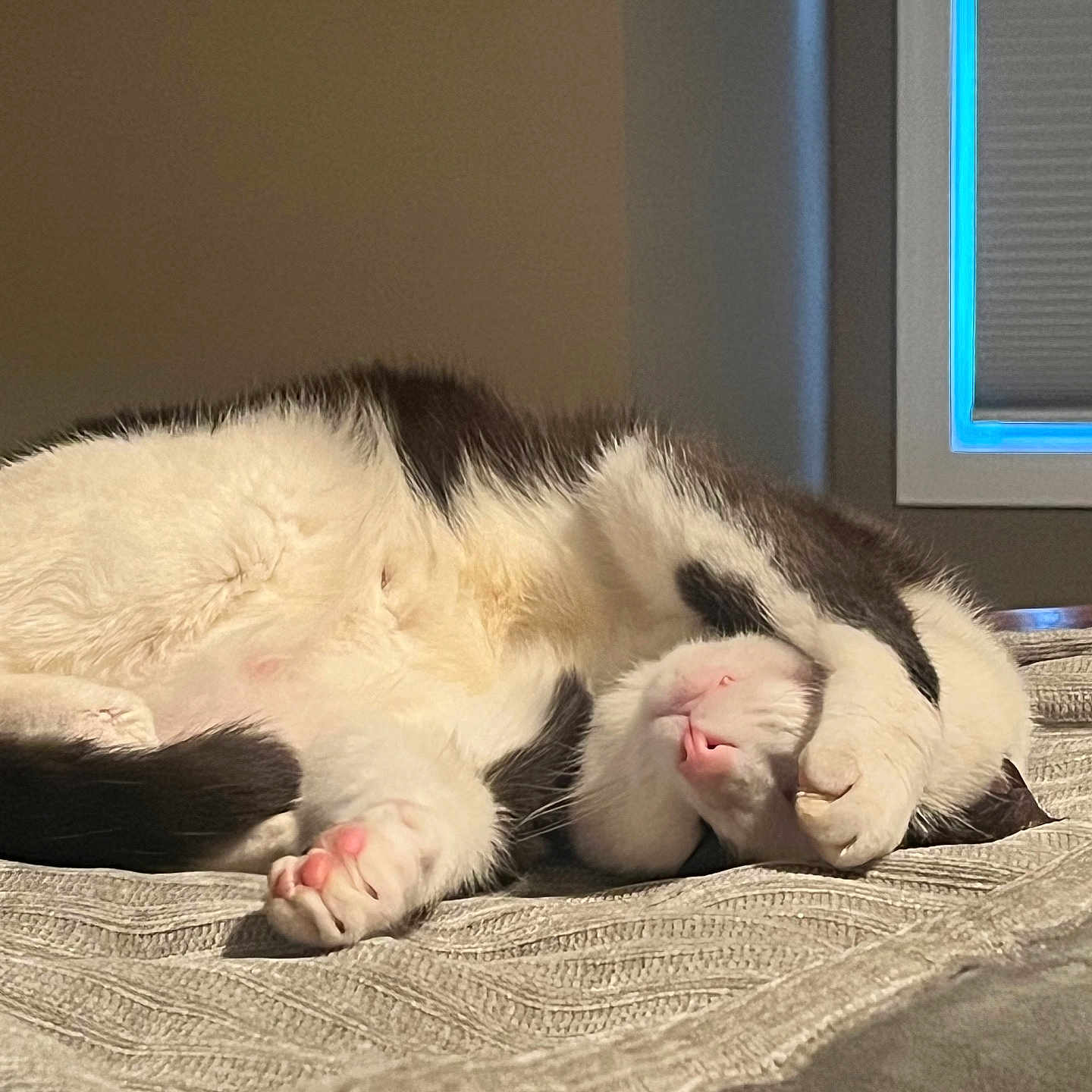 Patch joined the competition — help win amazing prizes! cat, sleeping, paw, bed, blanket, white, black, fur, animal, pet, indoor, resting, cute, cozy, relaxed, nap, soft_light, whiskers, pink_nose, claws
