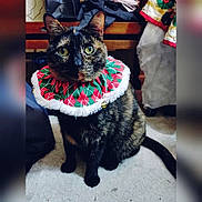 Dawn joined the competition — help win amazing prizes! animal, bells, carpet, cat, collar, cute, domestic, eyes, festive, fur, furniture, green, holiday, indoor, pet, portrait, red, sitting, tortoiseshell, white