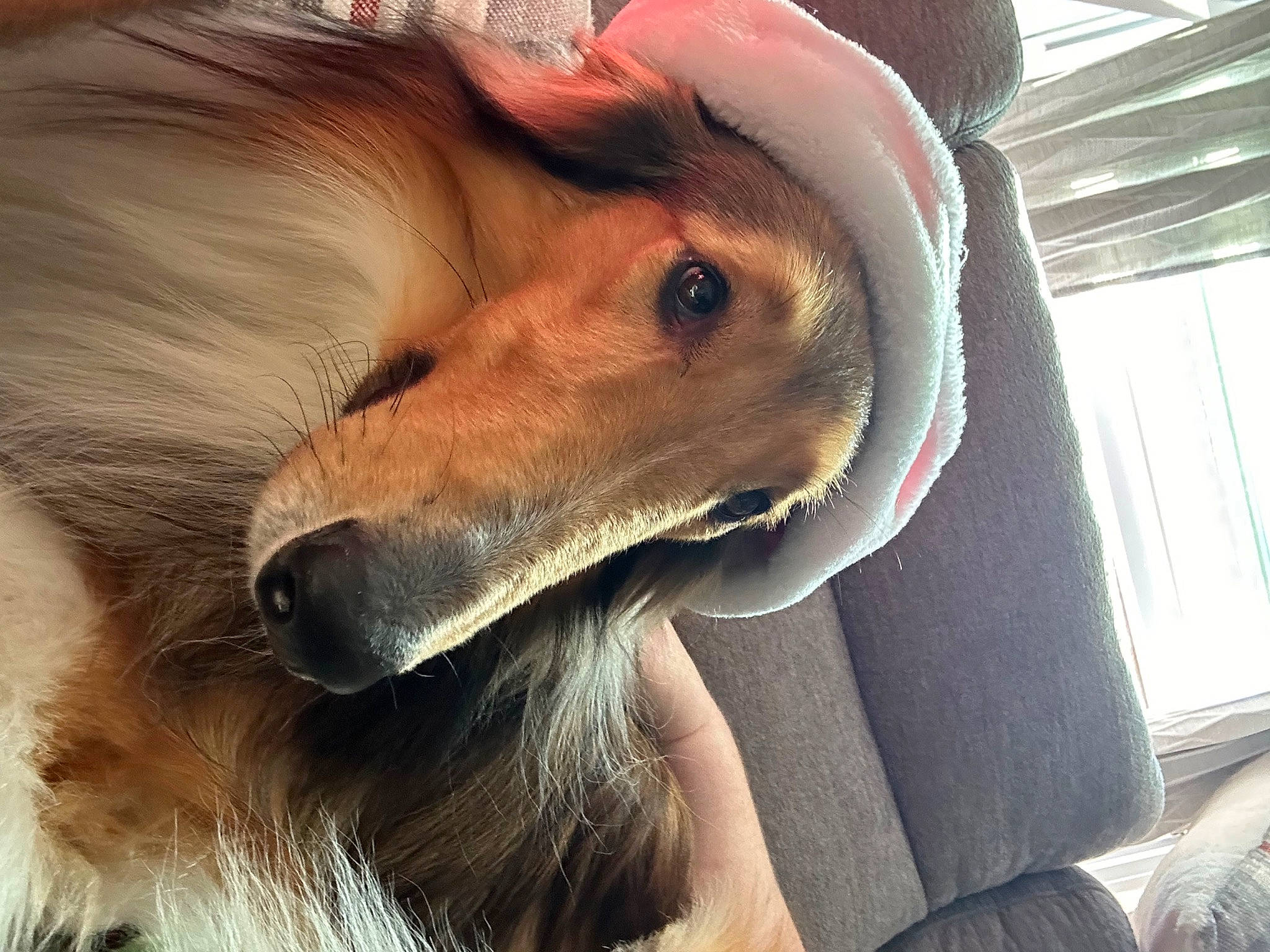 Rebel