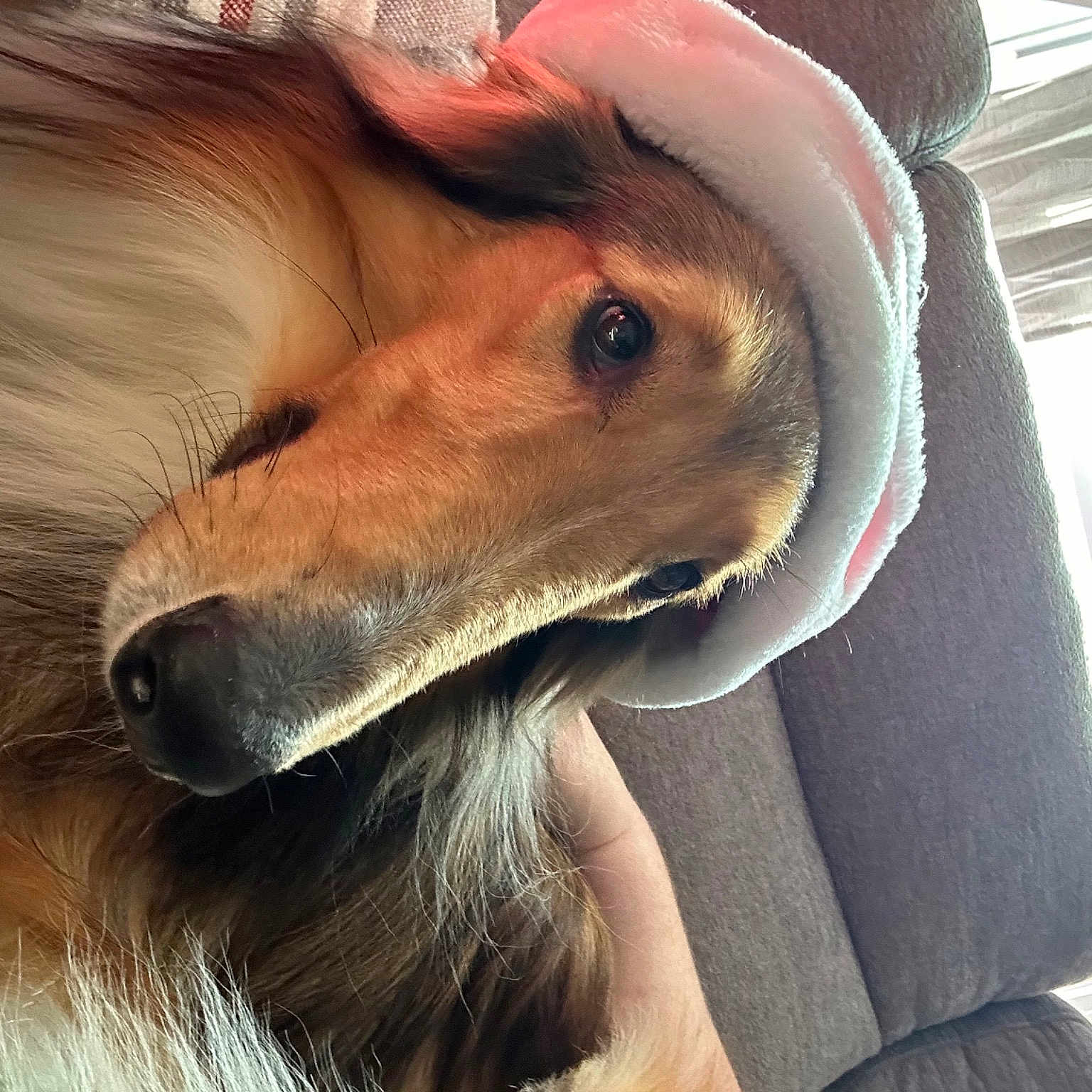 Rebel