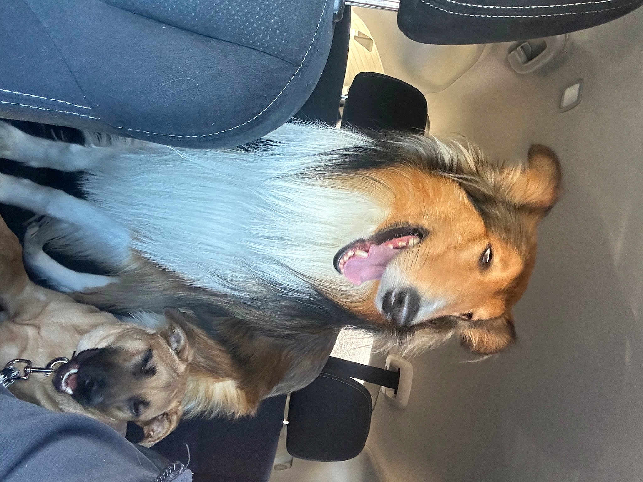 Rebel
