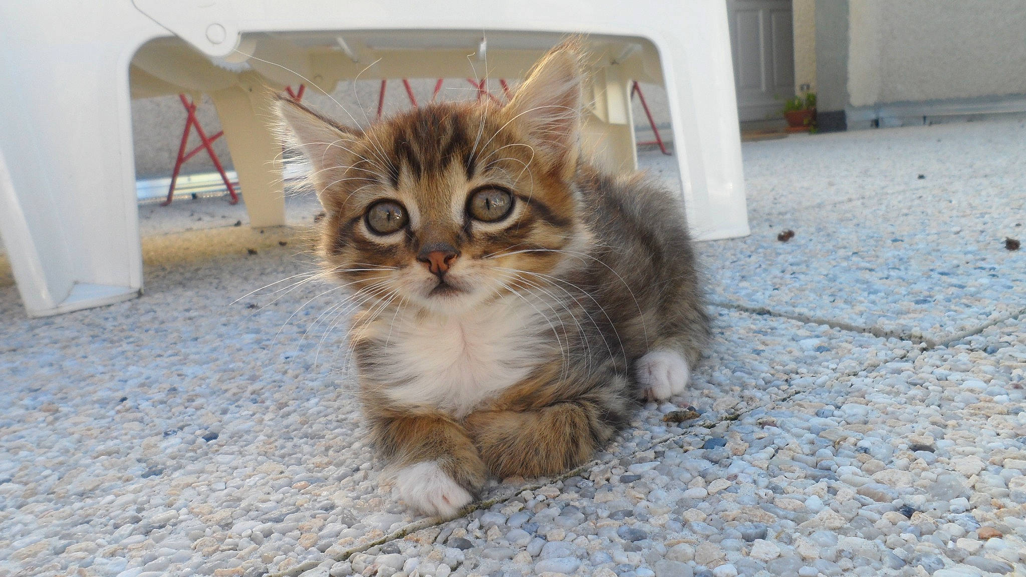 Cheepy a rejoint le concours — aidez-le/la à gagner de superbes lots ! carnivore, cat, claw, domestic_short_haired_cat, door, fawn, felidae, flooring, fur, paw, road_surface, small_to_medium_sized_cats, tail, terrestrial_animal, tire, vehicle, wheel, whiskers, window, wood