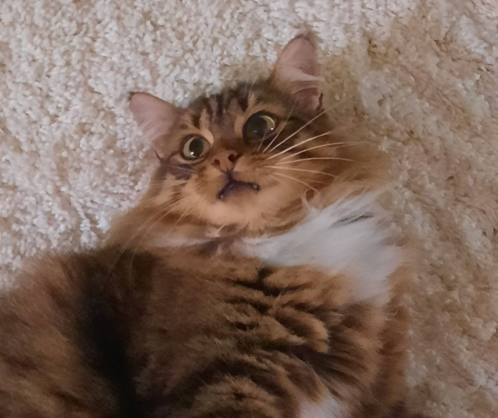 Cheepy participe au concours pour gagner de l'argent avec cette photo : carnivore, cat, claw, domestic_short_haired_cat, fawn, felidae, fur, iris, maine_coon, paw, small_to_medium_sized_cats, snout, tail, terrestrial_animal, tree, whiskers, window, wood