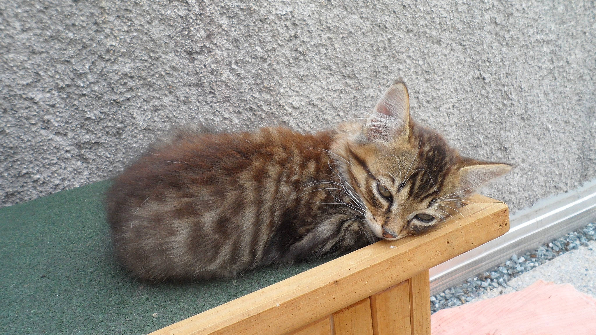Cheepy participe au concours pour gagner de l'argent avec cette photo : carnivore, cat, domestic_short_haired_cat, fawn, felidae, fur, hardwood, paw, small_to_medium_sized_cats, snout, tail, terrestrial_animal, whiskers, wood