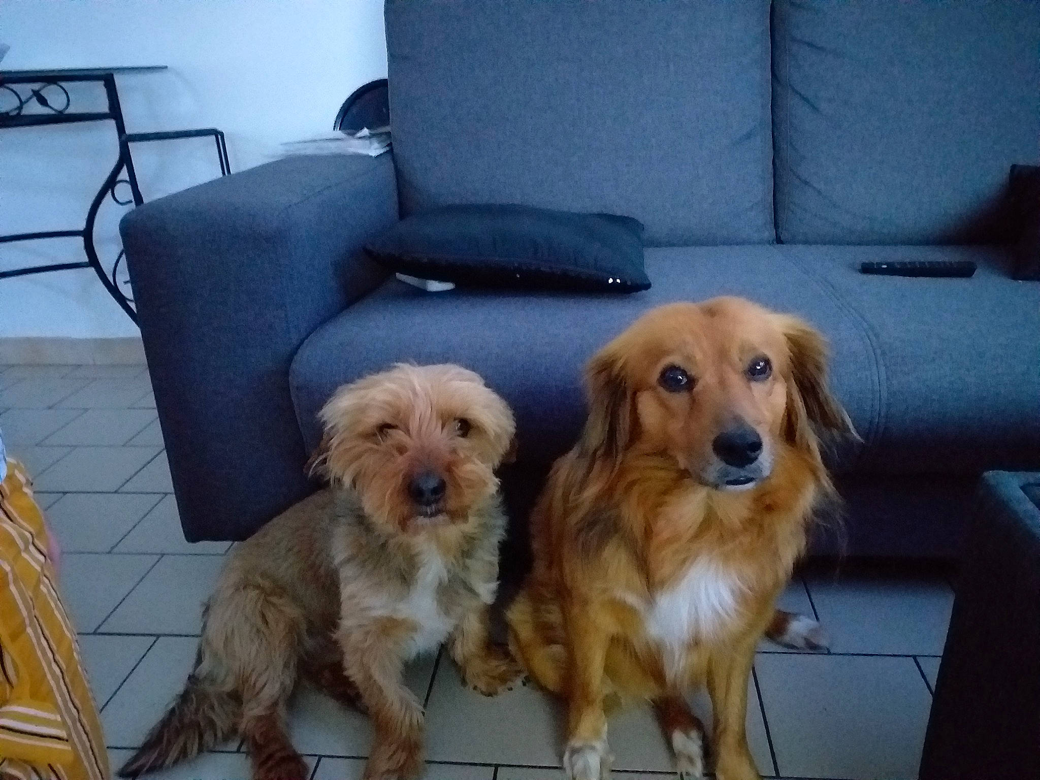 Jumper a rejoint le concours — aidez-le/la à gagner de superbes lots ! carnivore, chair, comfort, companion_dog, couch, dog, dog_breed, fawn, floor, flooring, fur, furniture, gun_dog, hardwood, living_room, pet_supply, snout, sporting_group, wood, working_animal