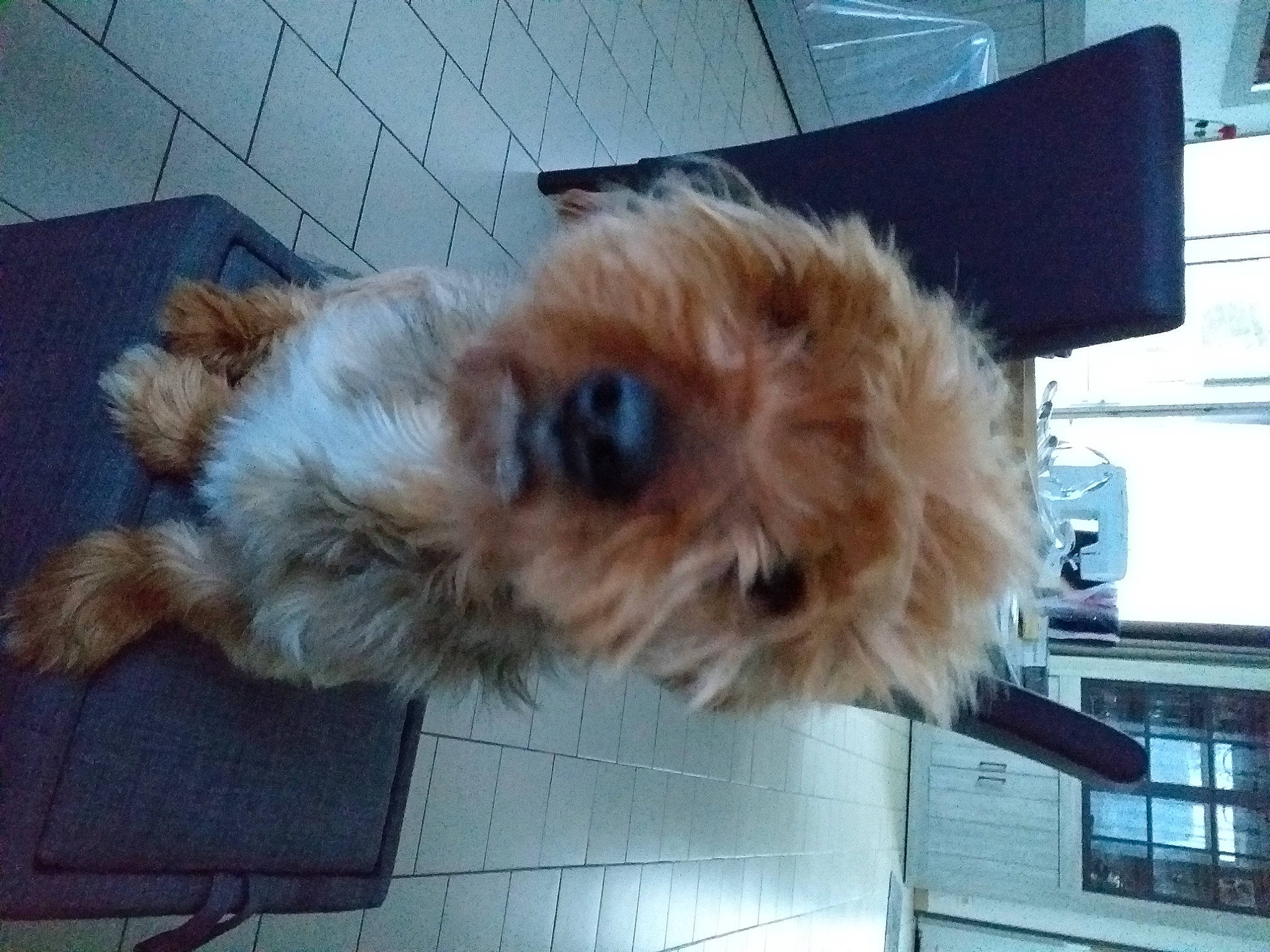 Jackson a rejoint le concours — aidez-le/la à gagner de superbes lots ! canidae, carnivore, companion_dog, dog, dog_breed, fawn, felidae, fur, labradoodle, liver, pet_supply, small_terrier, small_to_medium_sized_cats, snout, sporting_group, tail, terrier, toy, toy_dog, whiskers