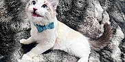 Tsuki is registered to the contest to win money with this photo: animal, blue_eyes, bow_tie, cat, cozy, cute, domestic_animal, feline, fluffy, gray_blanket, indoor, kitten, looking_up, open_mouth, pet, playful, portrait, soft_texture, white_fur, young_cat