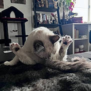 Tsuki is registered to the contest to win money with this photo: animal, blanket, bookshelf, cat, cat_tree, cozy, feline, furniture, furry, gray, grooming, home, indoor, legs_up, paws, pet, plants, relaxing, white, window
