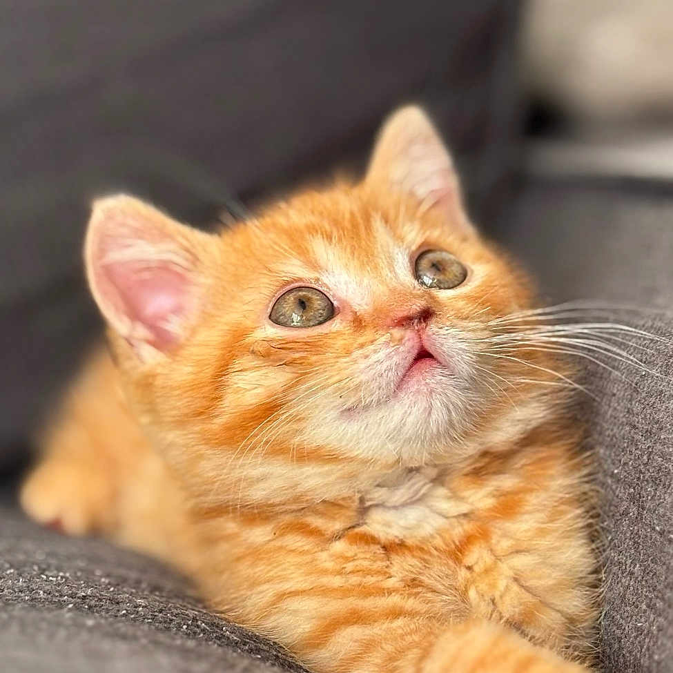 Archy Amour a rejoint le concours — aidez-le/la à gagner de superbes lots ! abyssinian, animal, cat, kitten, manx, pet