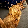 Biscuit a rejoint le concours — aidez-le/la à gagner de superbes lots ! cat, orange_cat, fluffy, furry, longhaired, ginger, pet, animal, couch, sofa, indoor, home, relaxed, lying_down, belly_up, raised_paws, whiskers, green_eyes, polka_dot, cozy