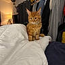 Biscuit a rejoint le concours — aidez-le/la à gagner de superbes lots ! cat, ginger_cat, orange_cat, longhaired_cat, pet, animal, feline, whiskers, ears, green_eyes, sitting, portrait, indoors, bedroom, bed, white_bedding, clothing_rack, clothes, home, warm_lighting