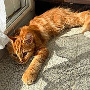 Biscuit participe au concours pour gagner de l'argent avec cette photo : cat, orange_cat, fluffy, long_hair, feline, pet, animal, sleeping, lying_down, stretched, paw, whiskers, ears, face, sunlight, sunbeam, window, indoor, tile_floor, home