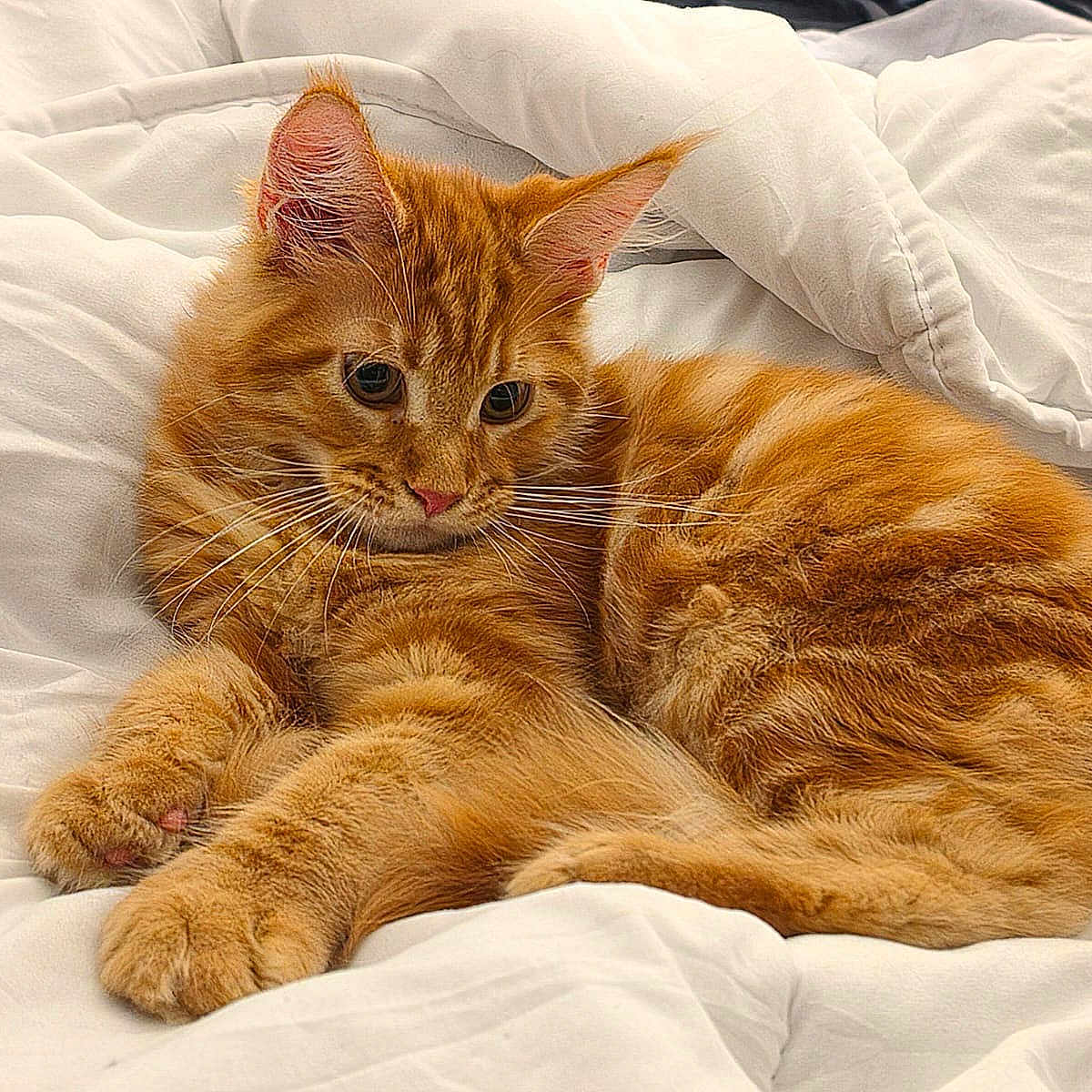Biscuit
