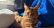 Biscuit a rejoint le concours — aidez-le/la à gagner de superbes lots ! cat, orange_cat, longhaired_cat, fluffy, feline, pet, animal, paw, whiskers, ears, eyes, relaxed, lounging, sunlight, window, indoor, blue_blanket, wood_floor, cozy, closeup