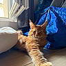 cat, orange_cat, longhaired_cat, fluffy, feline, pet, animal, paw, whiskers, ears, eyes, relaxed, lounging, sunlight, window, indoor, blue_blanket, wood_floor, cozy, closeup