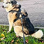 dog, husky, leash, harness, grass, outdoor, sideways_glance, pavement, leaf, fall, pet, canine, fur, tail, sitting, nature, daylight, animal, curious, park