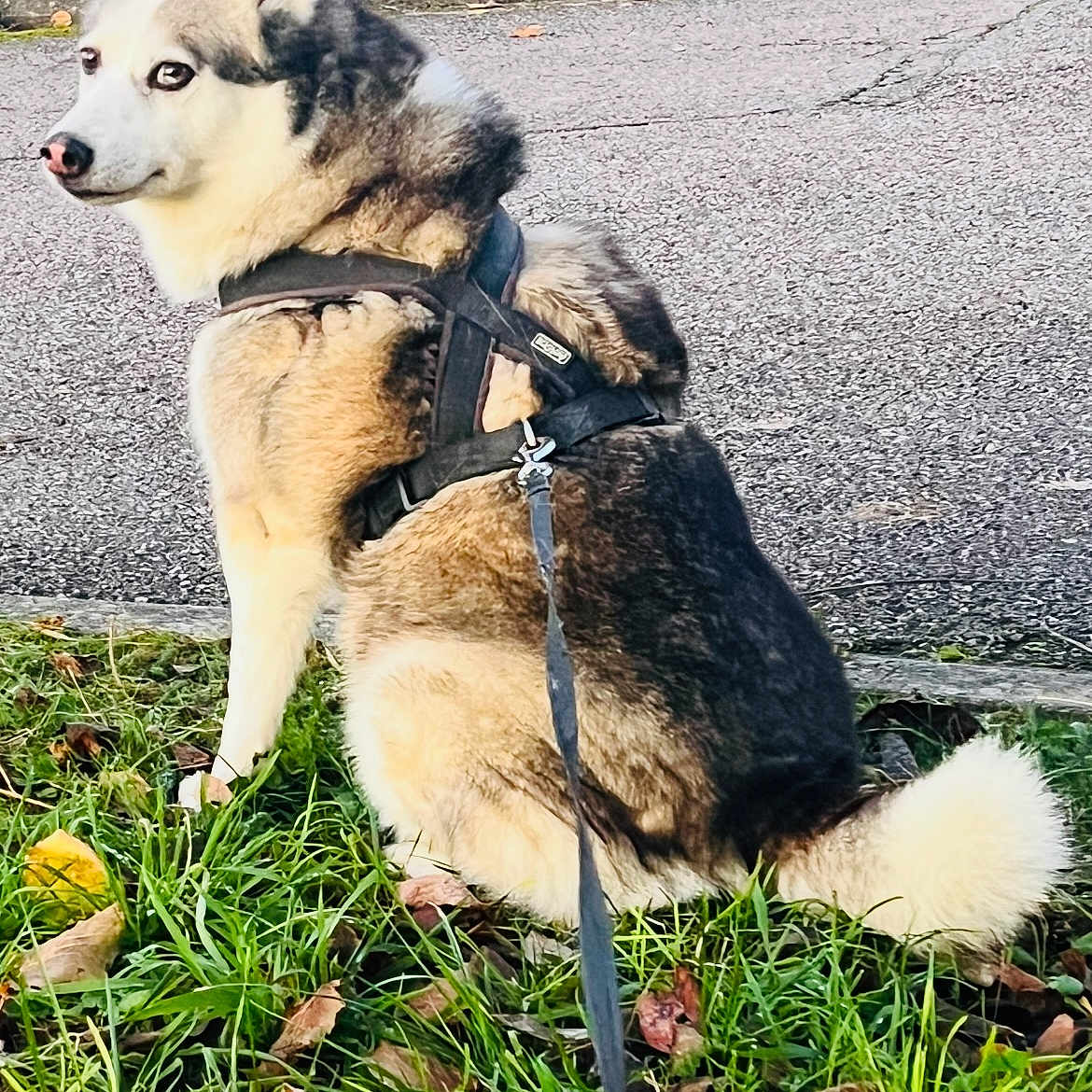 Kryska participe au concours pour gagner de l'argent avec cette photo : animal, canine, curious, daylight, dog, fall, fur, grass, harness, husky, leaf, leash, nature, outdoor, park, pavement, pet, sideways_glance, sitting, tail