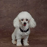Cookie is registered to the contest to win money with this photo: dog, poodle, white_dog, pet, animal, portrait, studio, collar, fluffy, cute, friendly, smiling, small_dog, indoor, brown_background, fur, canine, sitting, domestic_animal, adorable