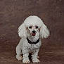 dog, poodle, white_dog, pet, animal, portrait, studio, collar, fluffy, cute, friendly, smiling, small_dog, indoor, brown_background, fur, canine, sitting, domestic_animal, adorable
