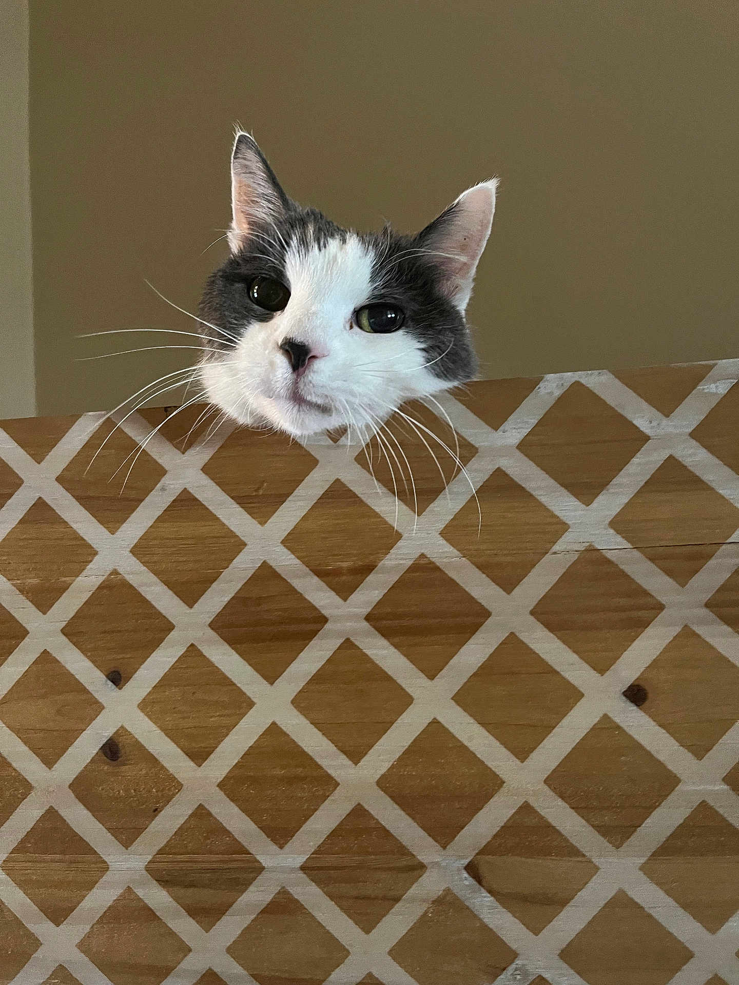 Alex joined the competition — help win amazing prizes! cat, pet, animal, whiskers, ears, face, curious, wood, pattern, diamond_pattern, indoor, feline, closeup, head, looking, cute, domestic_animal, fur, black_and_white, muzzle