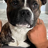 Pita participe au concours pour gagner de l'argent avec cette photo : animal, attentive, bracelet, brindle, calm, canine, closeup, dog, door, floor, furniture, gray_surface, hand, indoor, notification, pet, portrait, tattoo, text_overlay, white