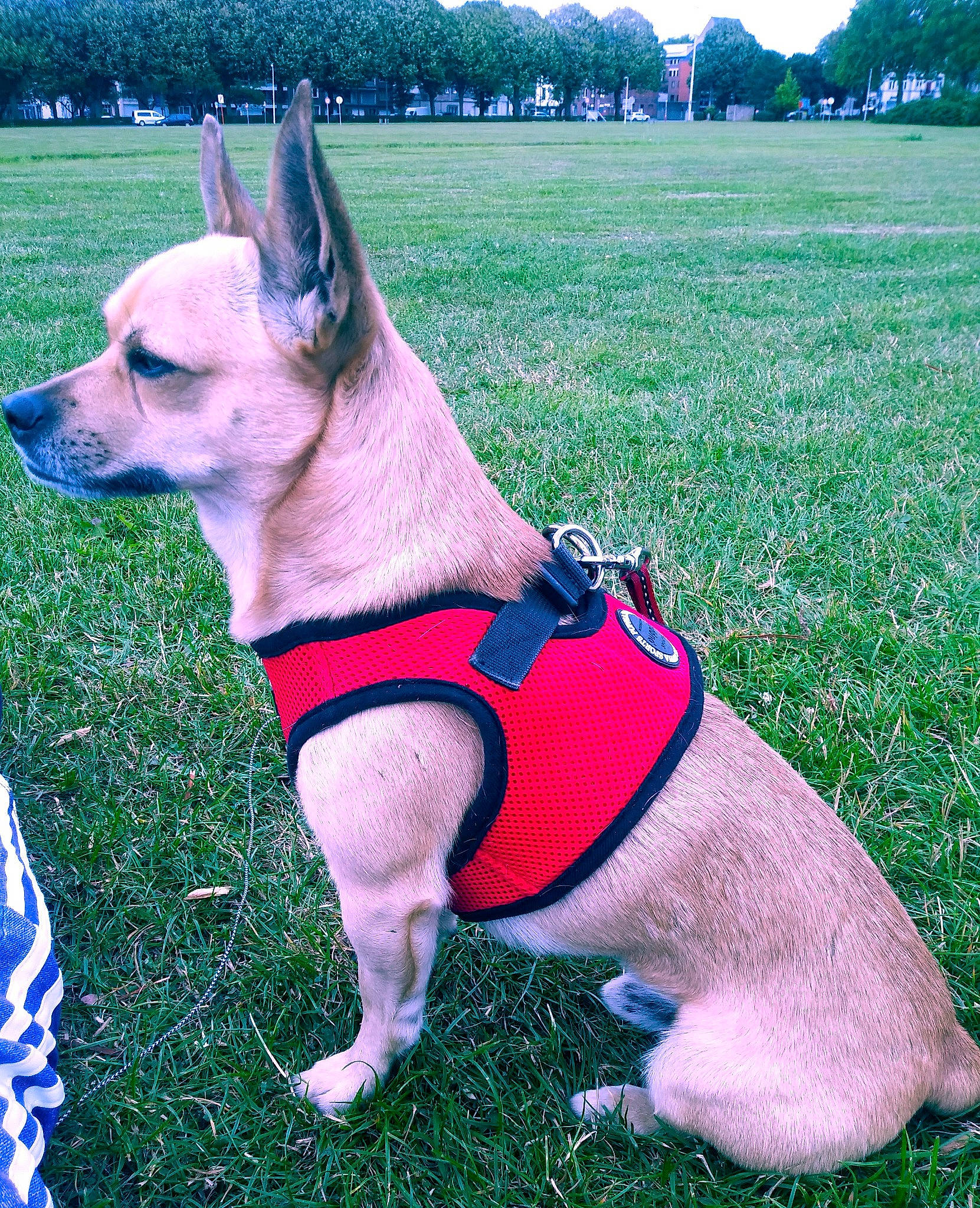 Moka participe au concours pour gagner de l'argent avec cette photo : blue, carnivore, collar, companion_dog, dog, dog_breed, dog_clothes, dog_collar, dog_supply, fawn, grass, green, human_leg, plant, sky, snout, tail, thigh, tree, working_animal