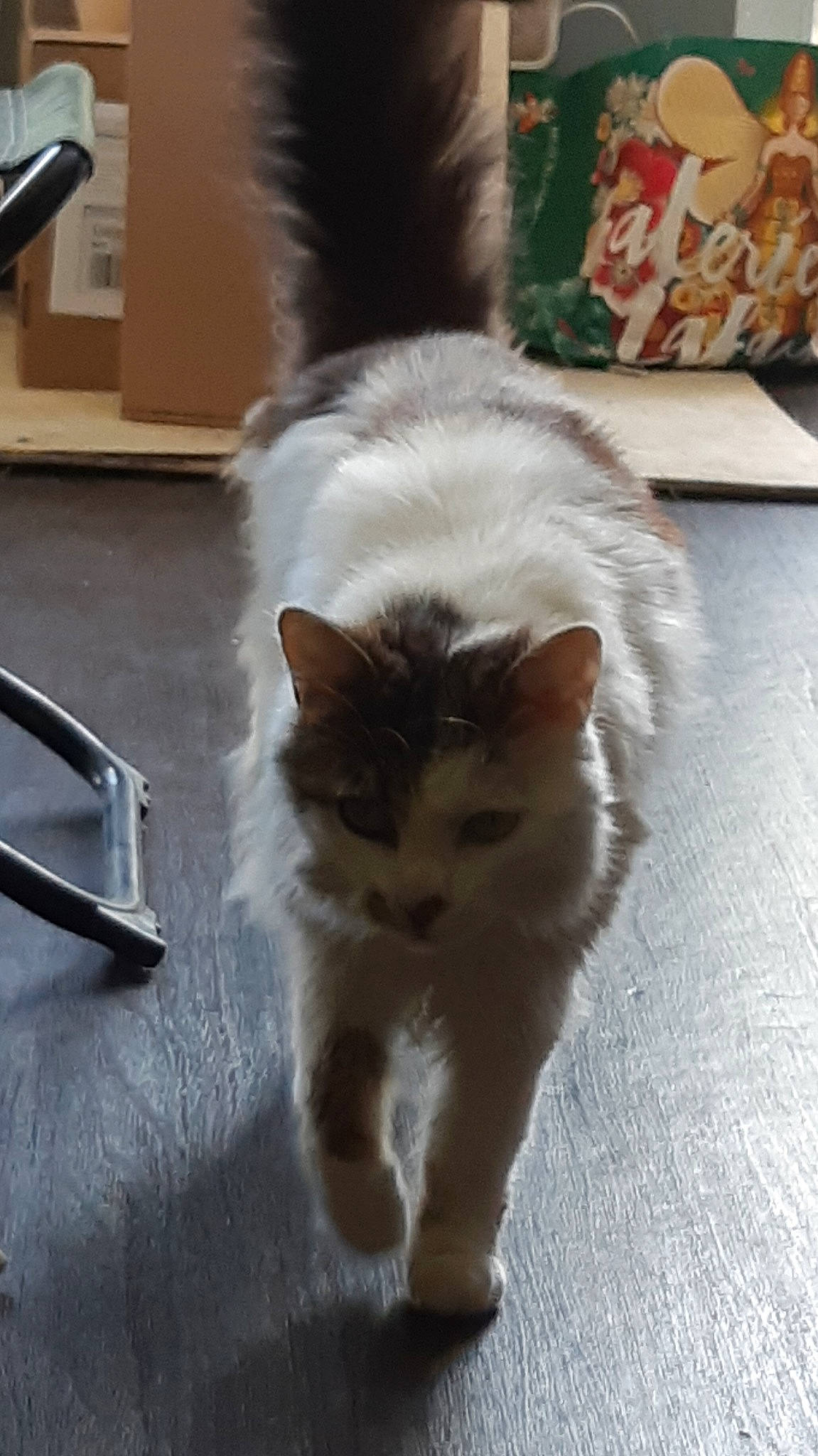 Océan participe au concours pour gagner de l'argent avec cette photo : american_curl, british_longhair, british_semi_longhair, carnivore, cat, domestic_long_haired_cat, fawn, felidae, fur, kitten, mammal, norwegian_forest_cat, persian, polydactyl_cat, ragamuffin, ragdoll, small_to_medium_sized_cats, tail, turkish_van, whiskers