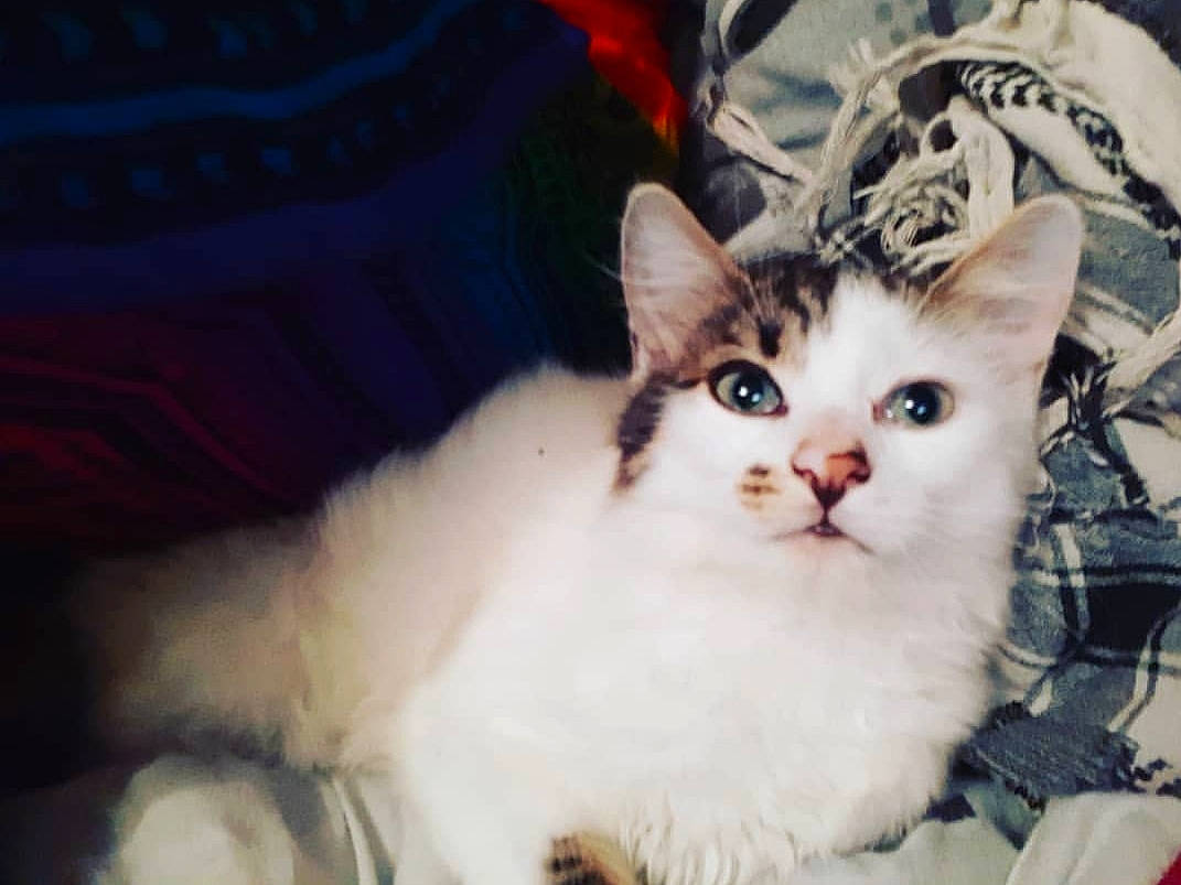 Océan participe au concours pour gagner de l'argent avec cette photo : aegean_cat, american_wirehair, asian, asian_semi_longhair, carnivore, cat, domestic_long_haired_cat, domestic_short_haired_cat, european_shorthair, eye, felidae, fur, kitten, mammal, ragdoll, small_to_medium_sized_cats, turkish_angora, turkish_van, vertebrate, whiskers